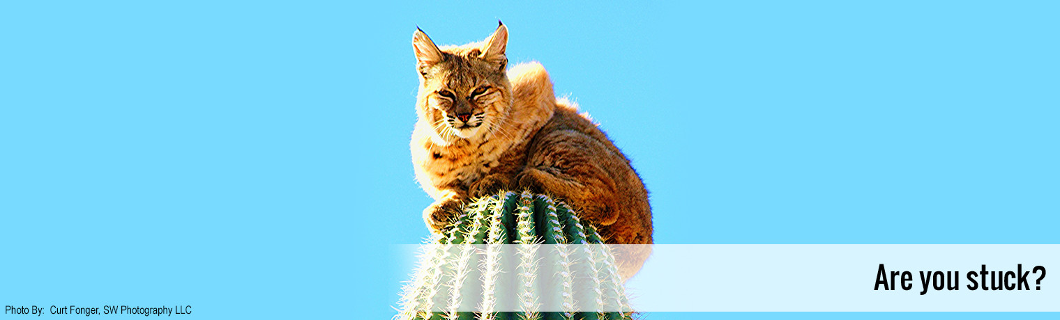 Bobcat on Cactus